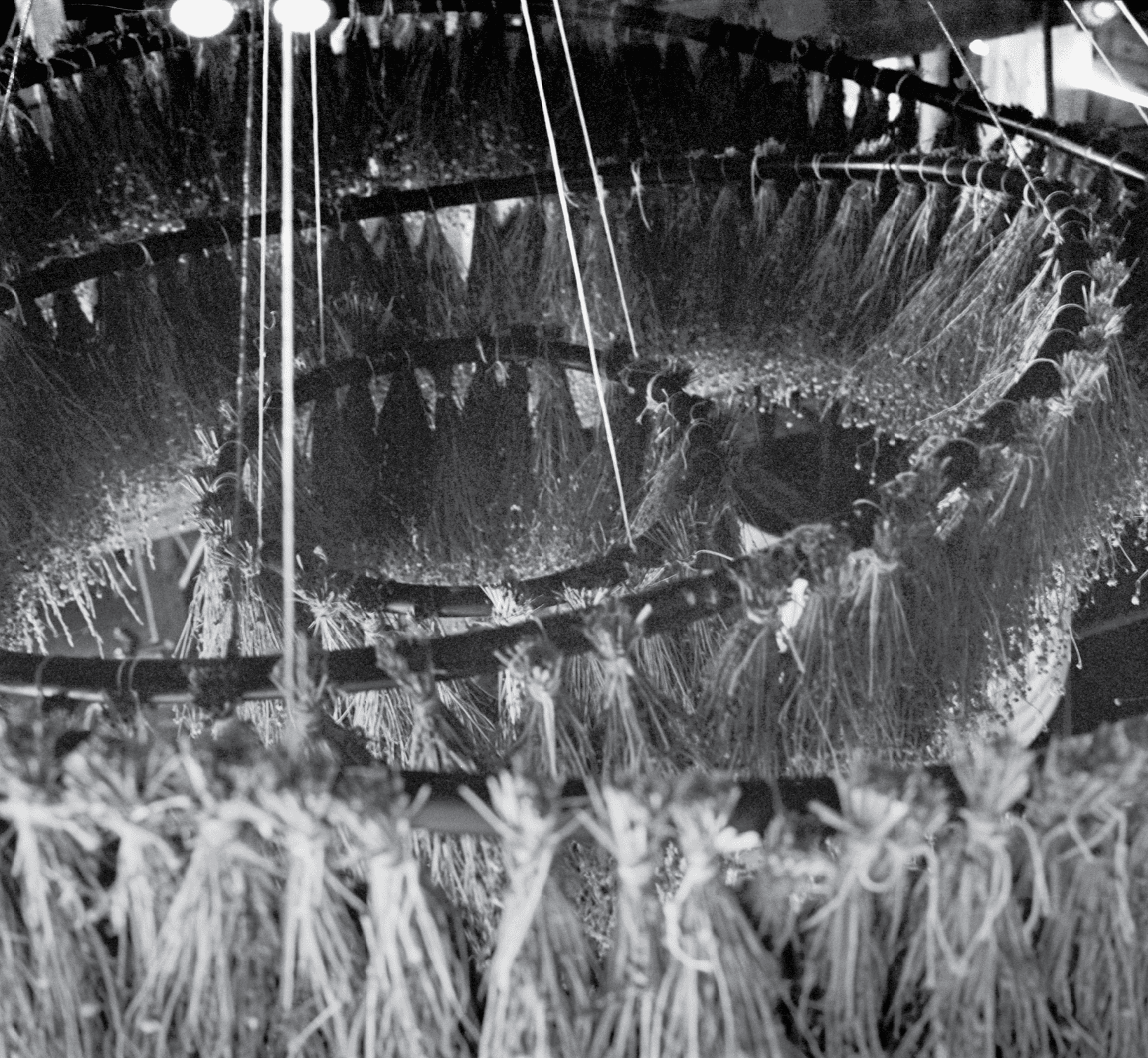 A black and white photo of circular structures with hanging bundles of dried plants suspended from them.